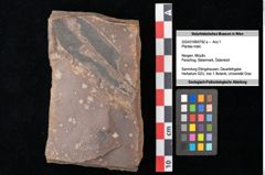 Foto (Objekt + Etikett) von Plantae indet. (NHMW-GEO-2024-0188-0792a)